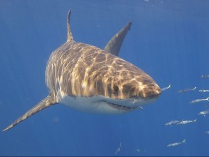 Tritech&rsquo;s Sonar Technology to be used by  Shark Mitigation Systems to detect sharks in U.S.